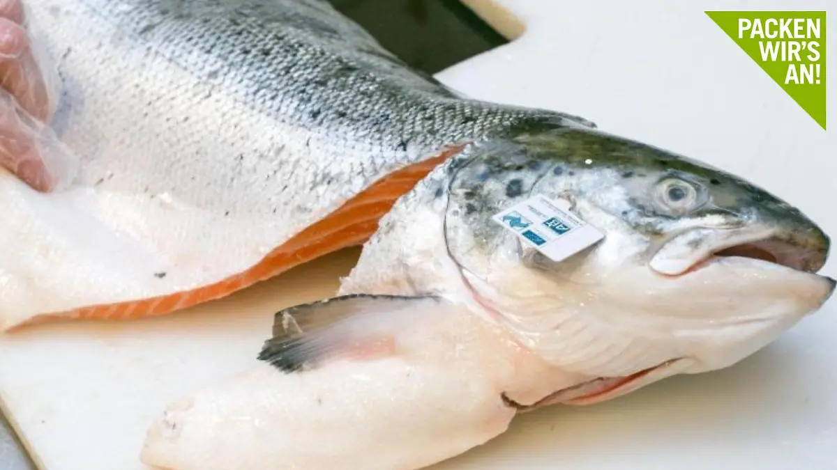 Fisch