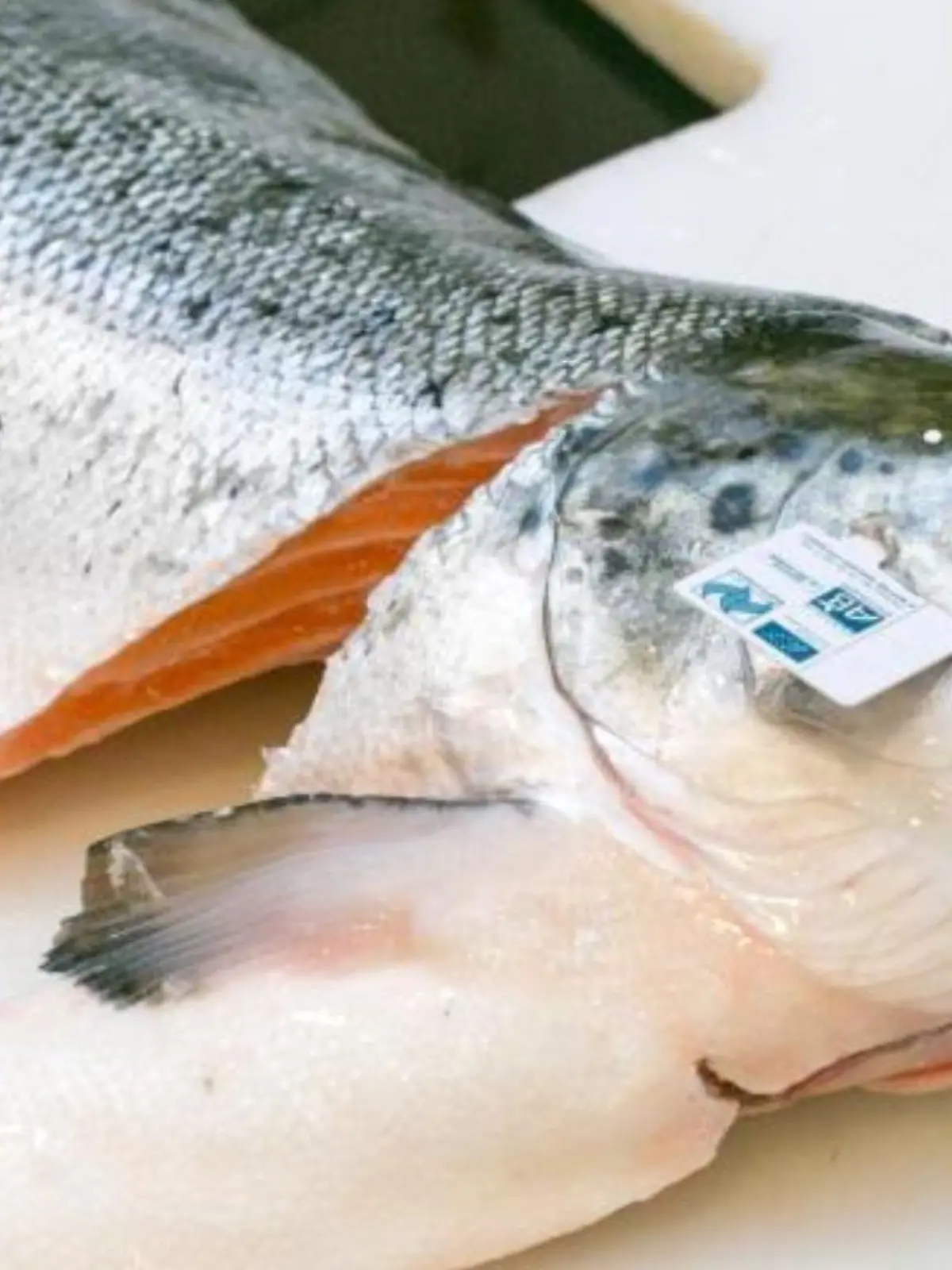Fisch