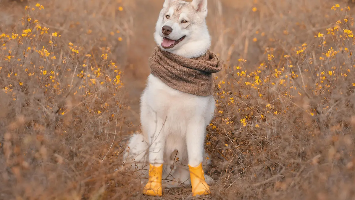 dog autumn siberian husky in a warm scarf and rubber boots in fall colors