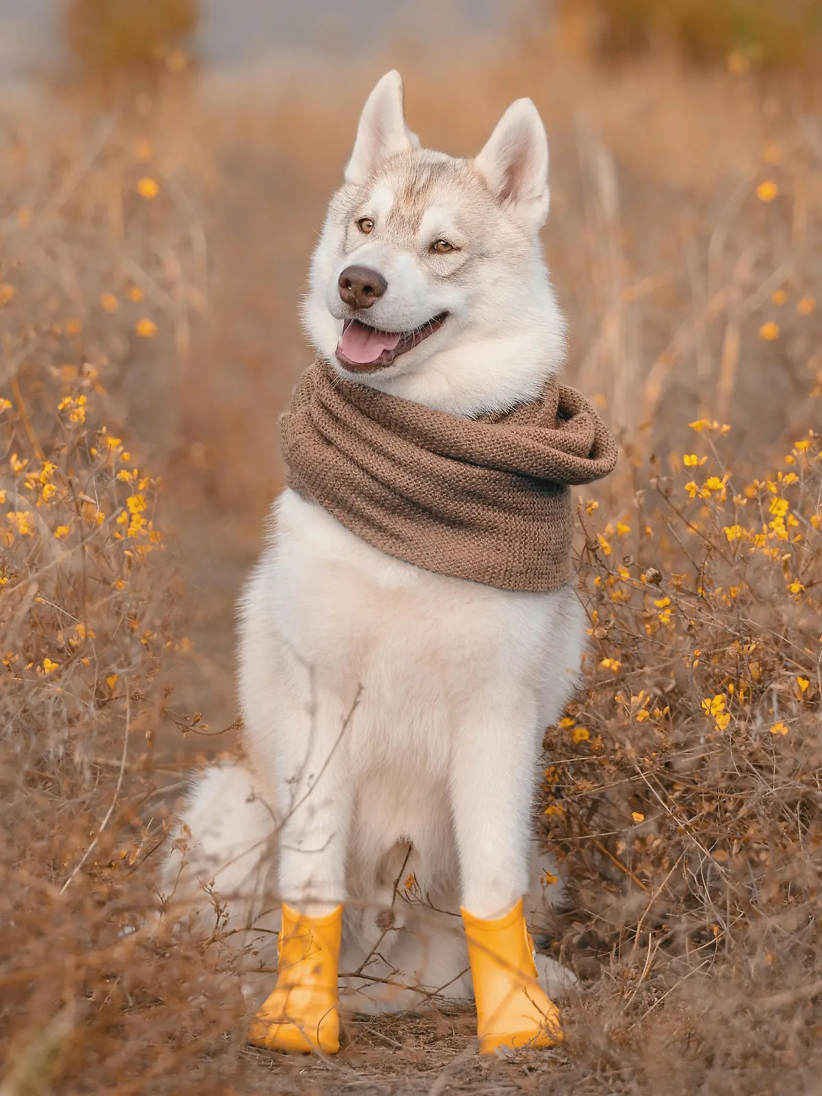 dog autumn siberian husky in a warm scarf and rubber boots in fall colors
