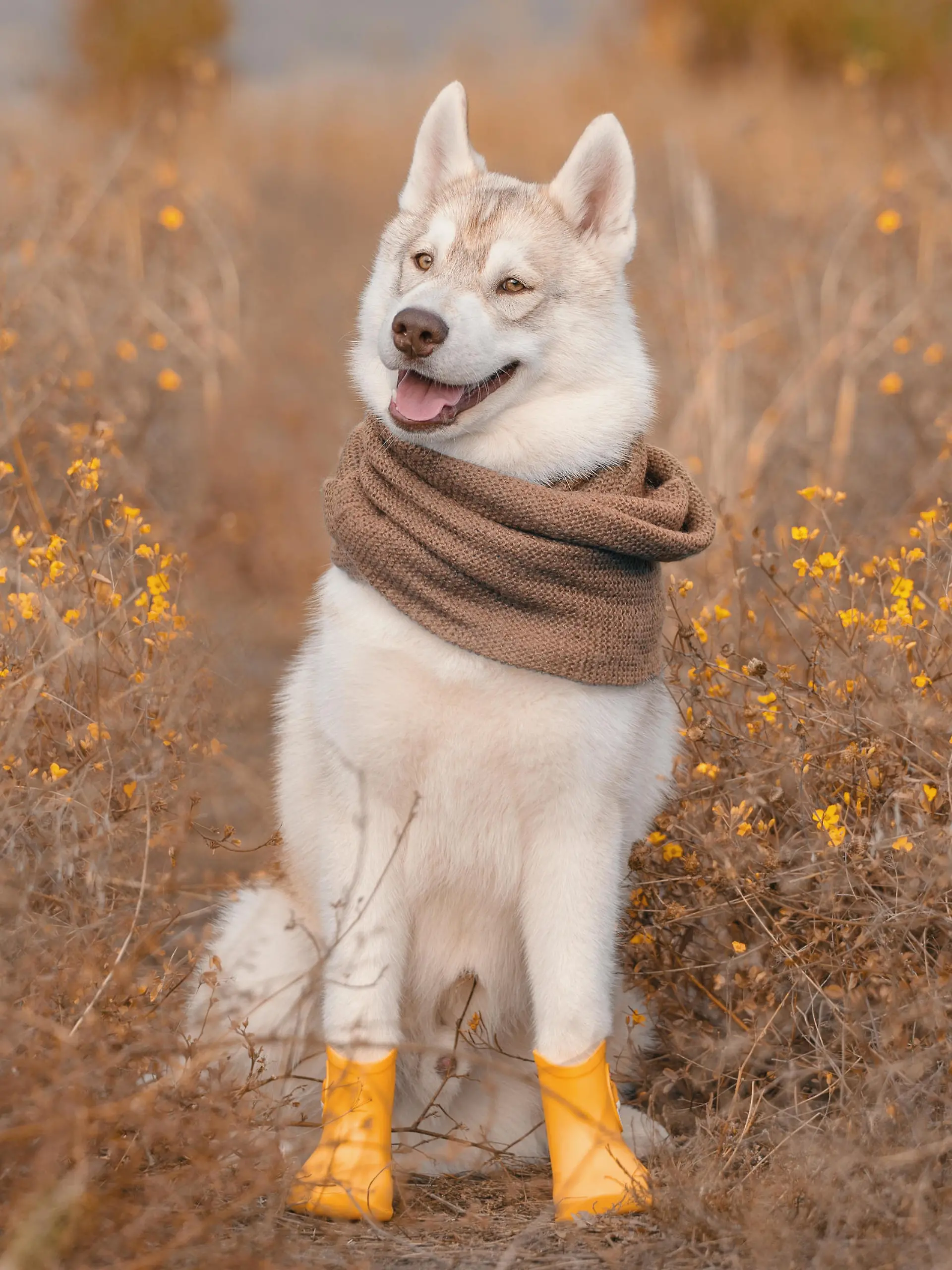 dog autumn siberian husky in a warm scarf and rubber boots in fall colors