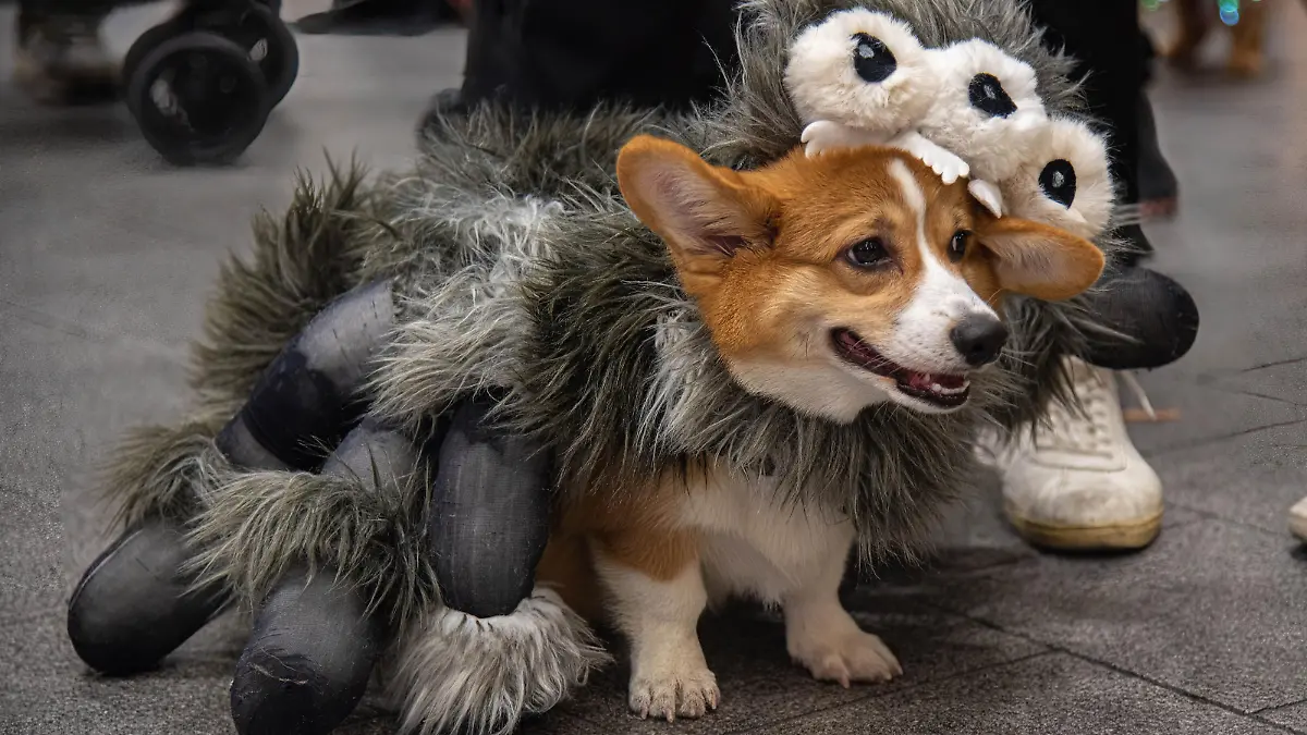 October 30, 2022, Bangkok, Thailand: A dog seen dressed in a costume during the Halloween dogs dressing contest at Central Eastville in Bangkok. The event was held to celebrate Halloween festival. (Credit Image: © Peerapon Boonyakiat/SOPA Images via ZUMA Press Wire