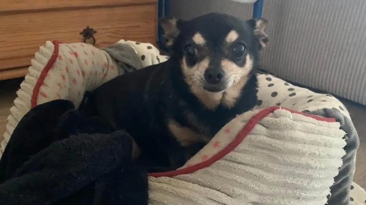 Chihuahua-Hündin verstümmelt
