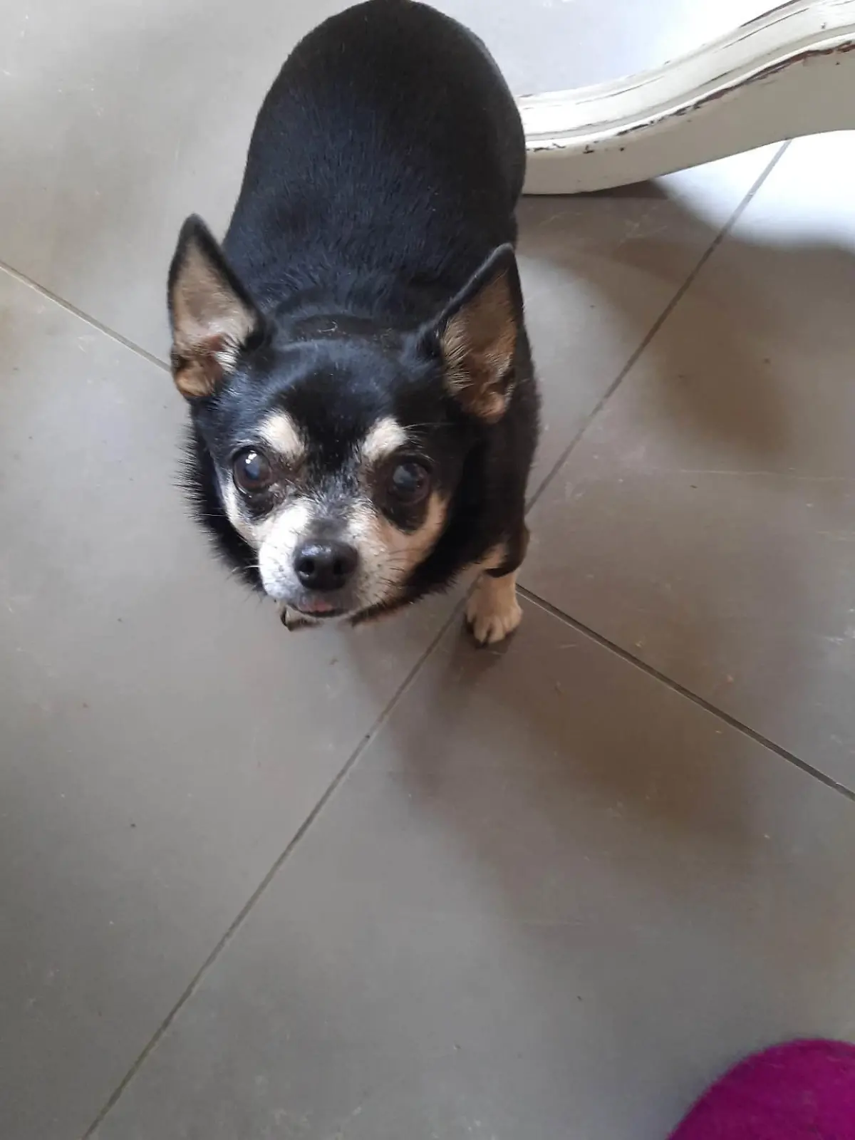 Chihuahua-Hündin verstümmelt