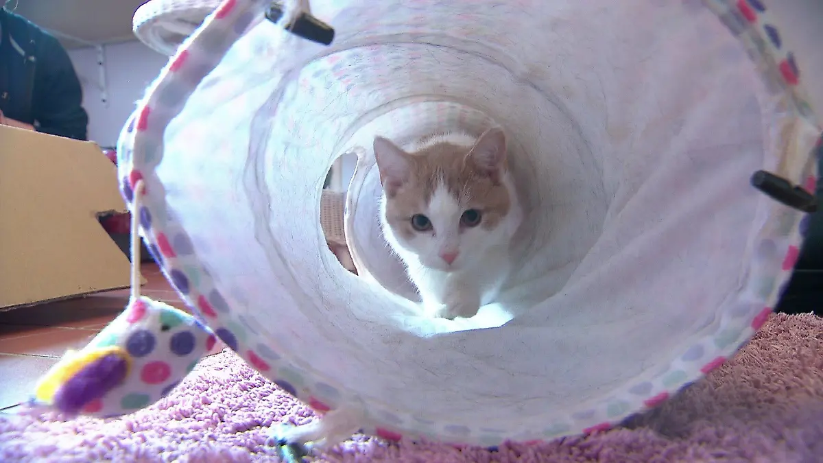 Kalle erkundet mutig die Spielsachen im Tierheim. Bald geht es für ihn in sein neues Zuhause.