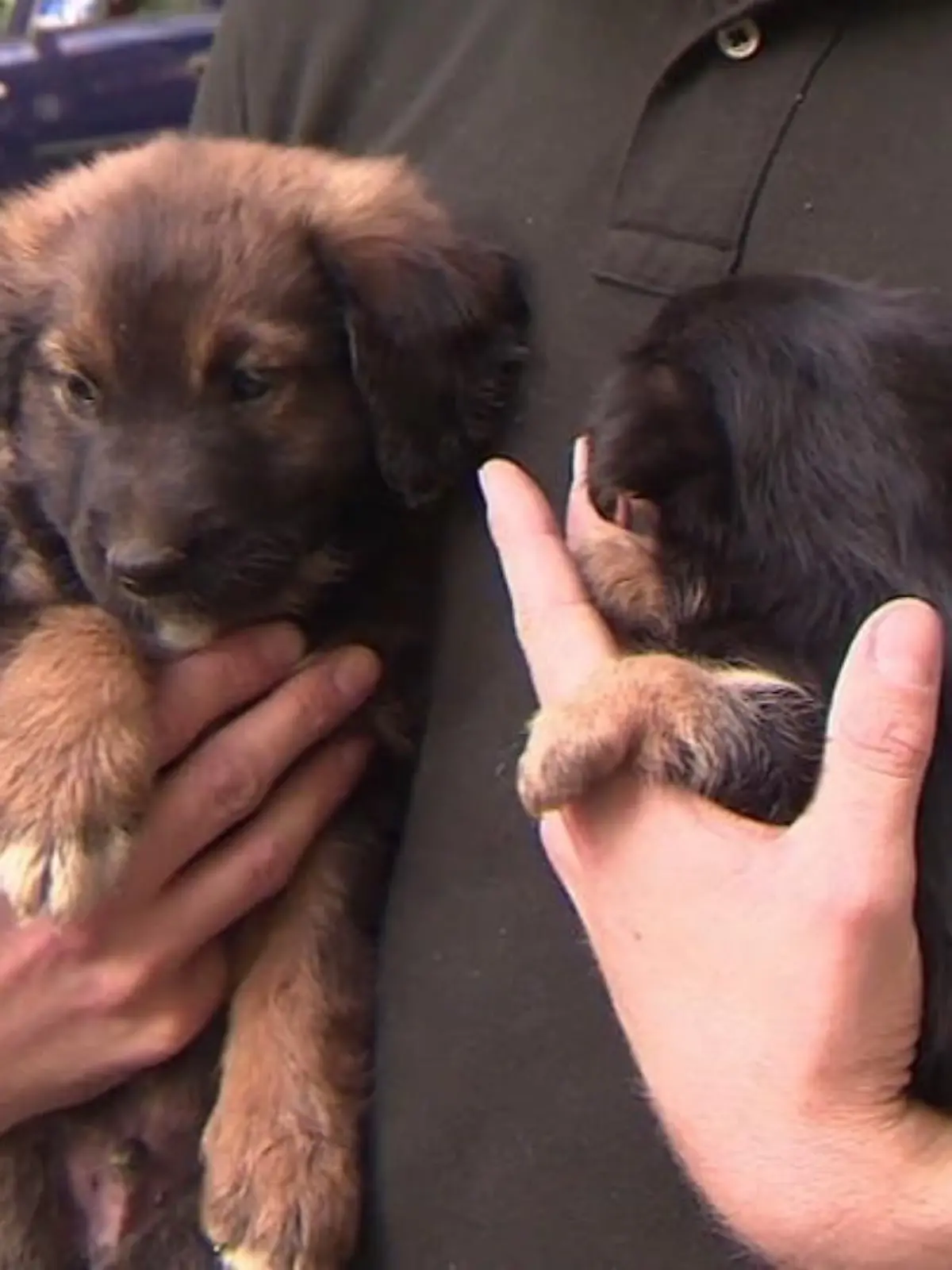 Bild zu: "Mieser Hundehandel bei Online-Portalen"