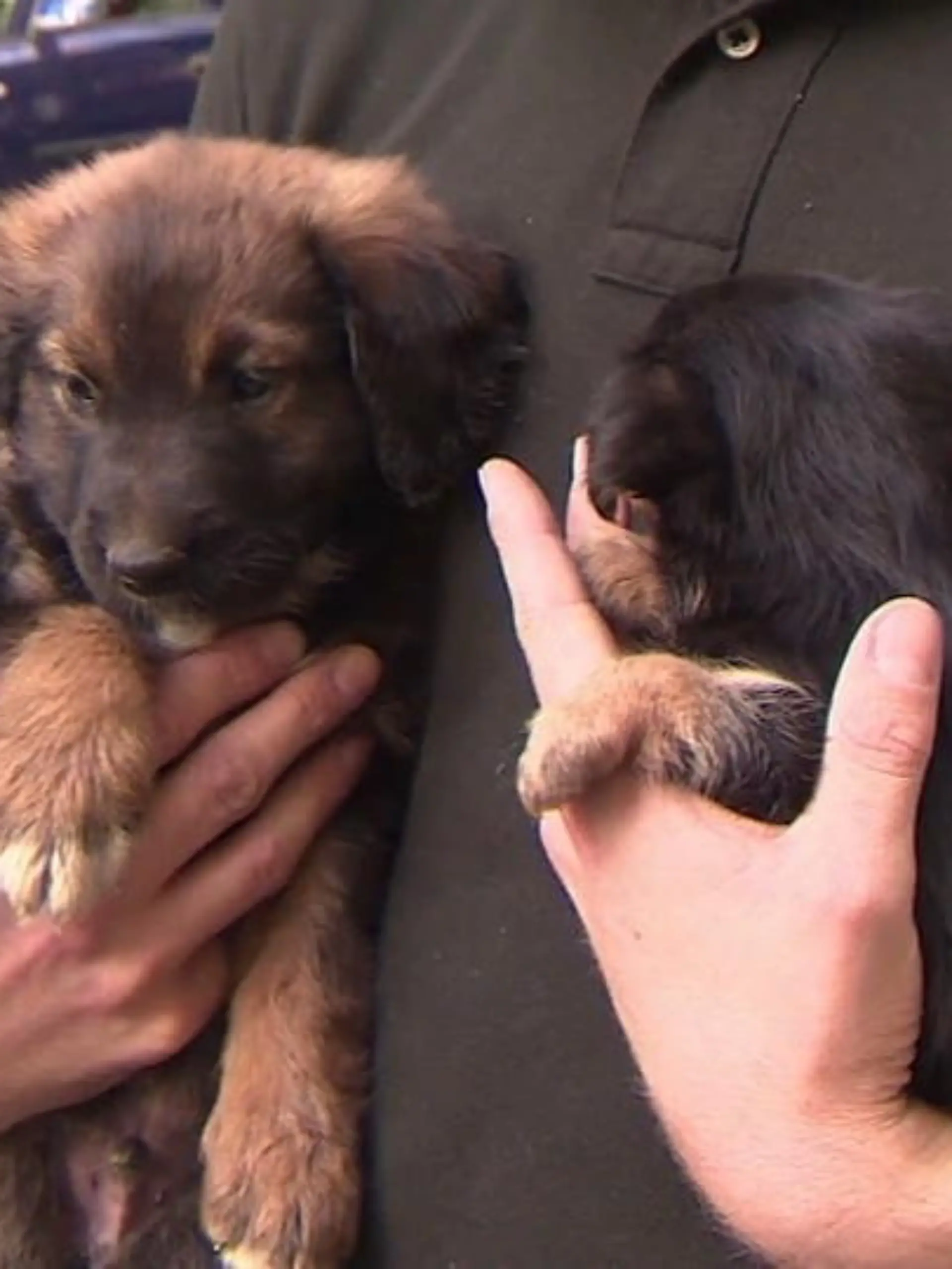 Bild zu: "Mieser Hundehandel bei Online-Portalen"