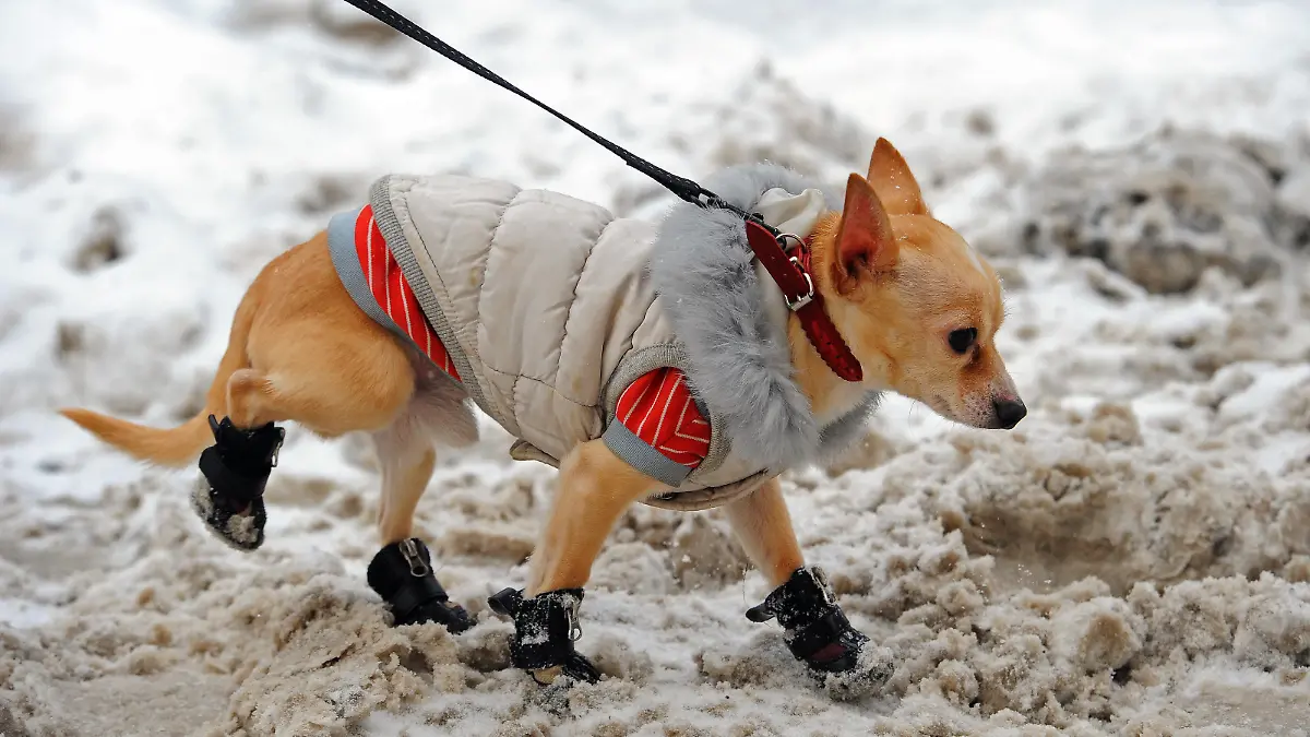 ITAR-TASS: MOSCOW, RUSSIA. FEBRUARY 20, 2012. A person walking a dog in the street where snow melting chemicals have been spread. (Photo ITAR-TASS / Maxim Novikov)