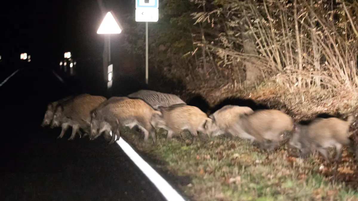 Wildtiere sind sehr häufig in der Dämmerung unterwegs.