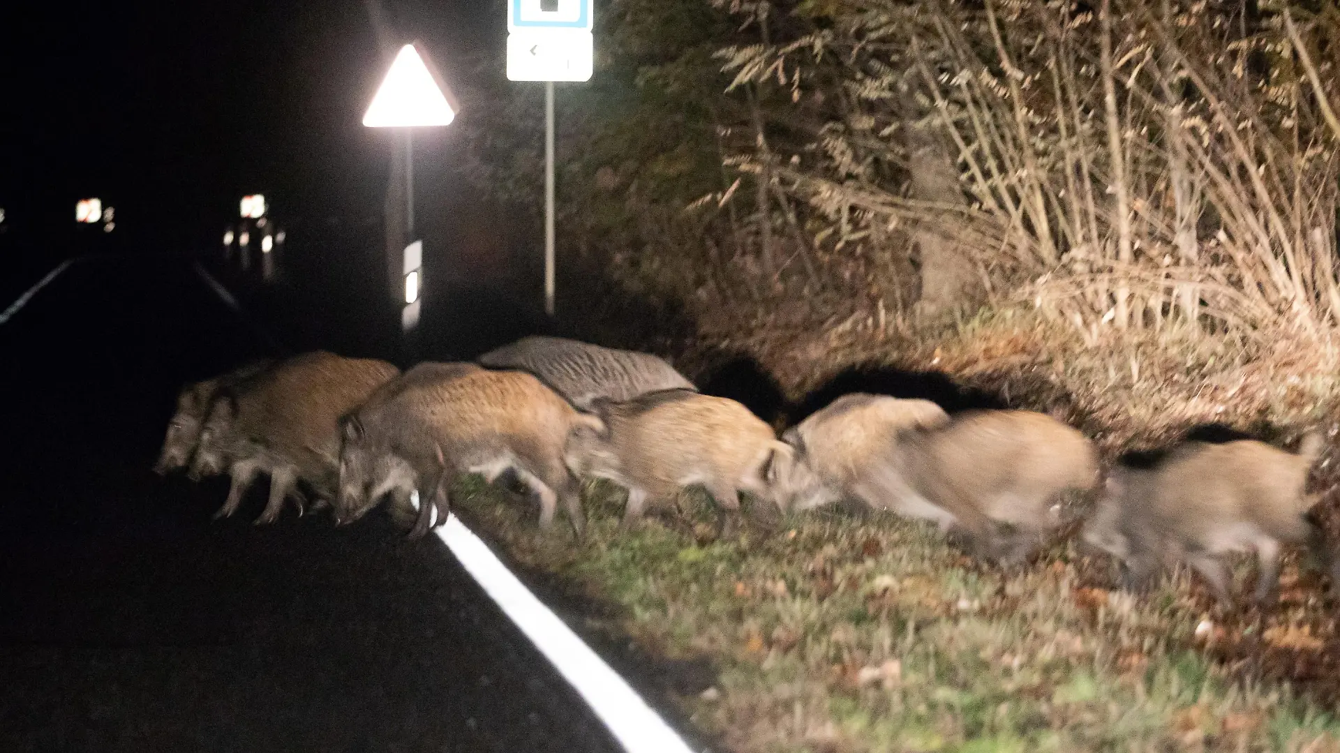 Wildtiere sind sehr häufig in der Dämmerung unterwegs.