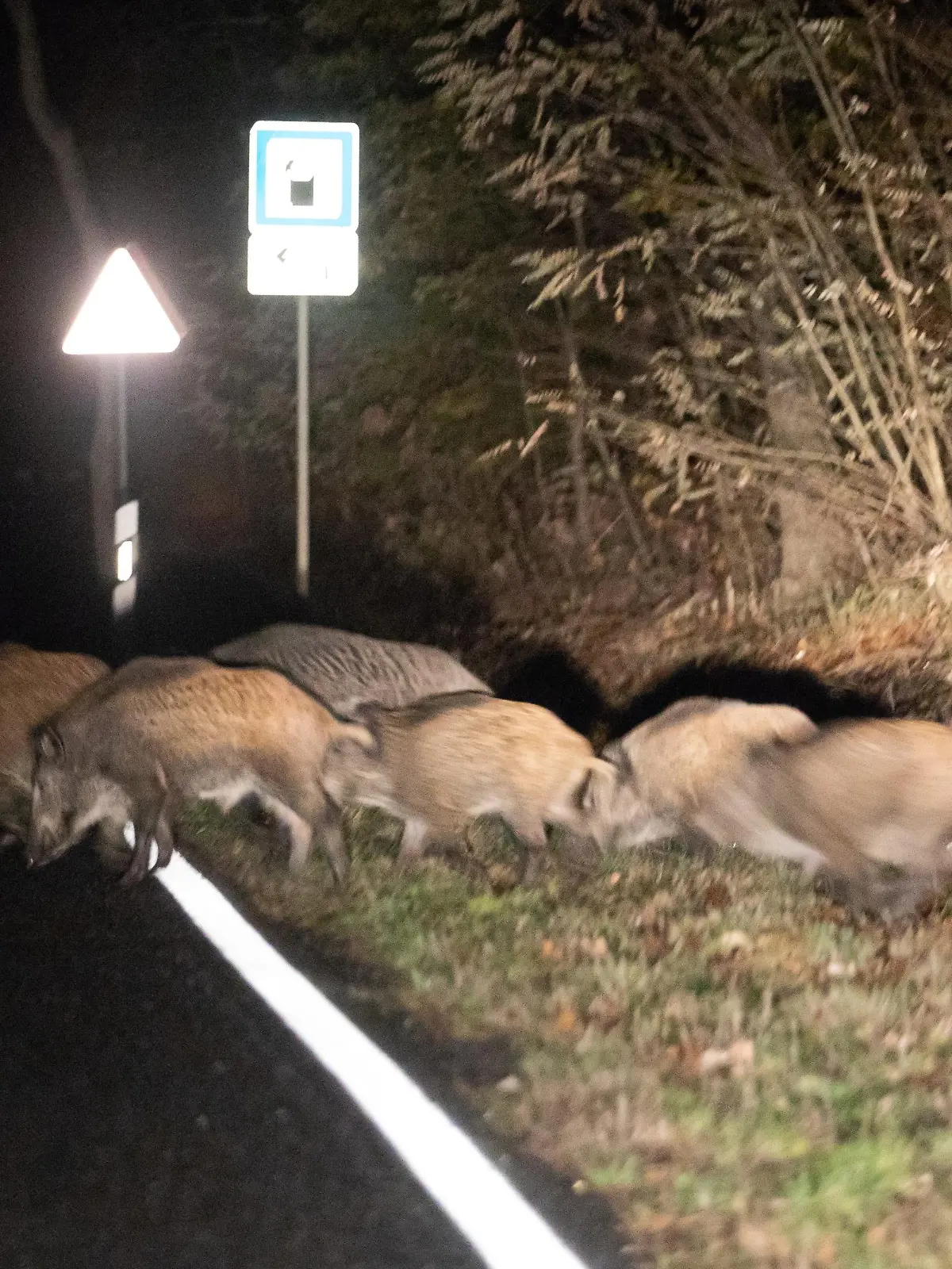 Wildtiere sind sehr häufig in der Dämmerung unterwegs.
