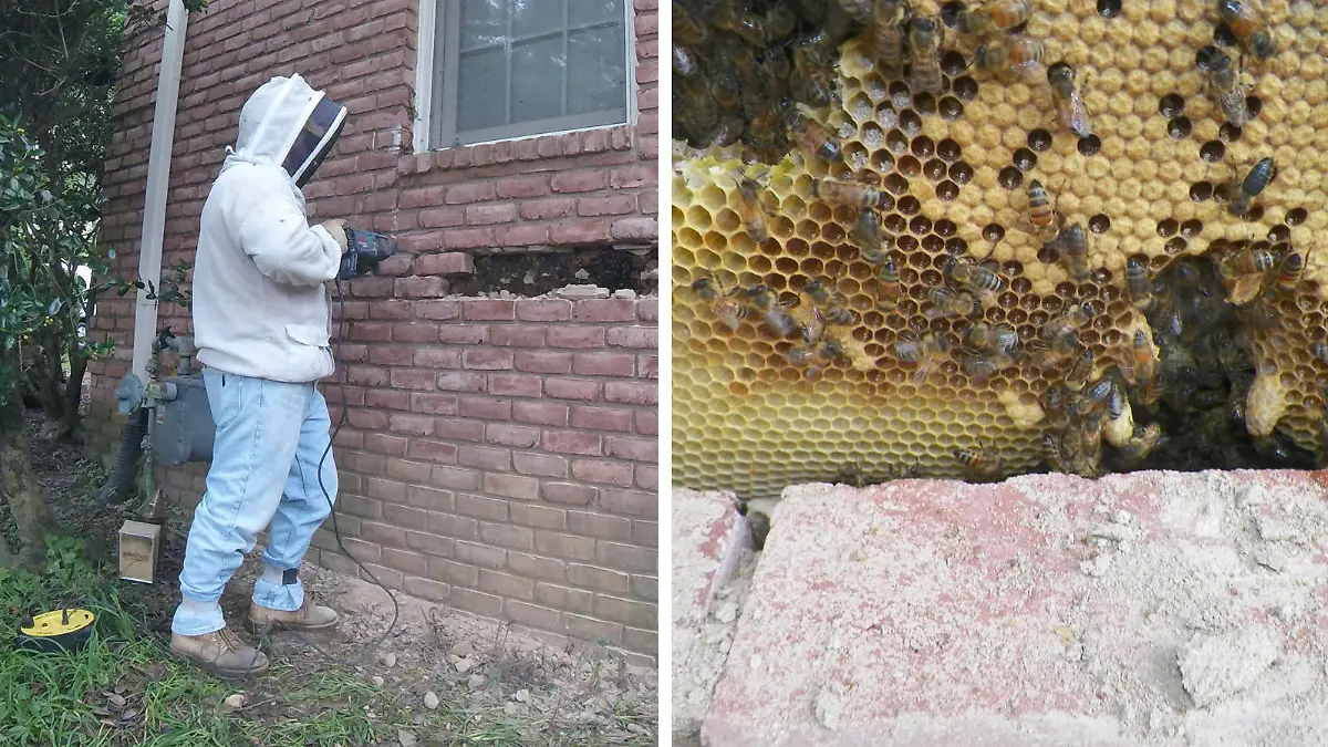Bienenflüsterer David Glover legt den Bienenstock frei.