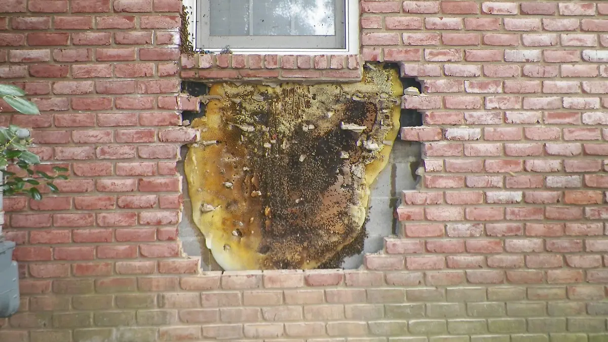 Der Bienenstock, den David Glover gefunden hat