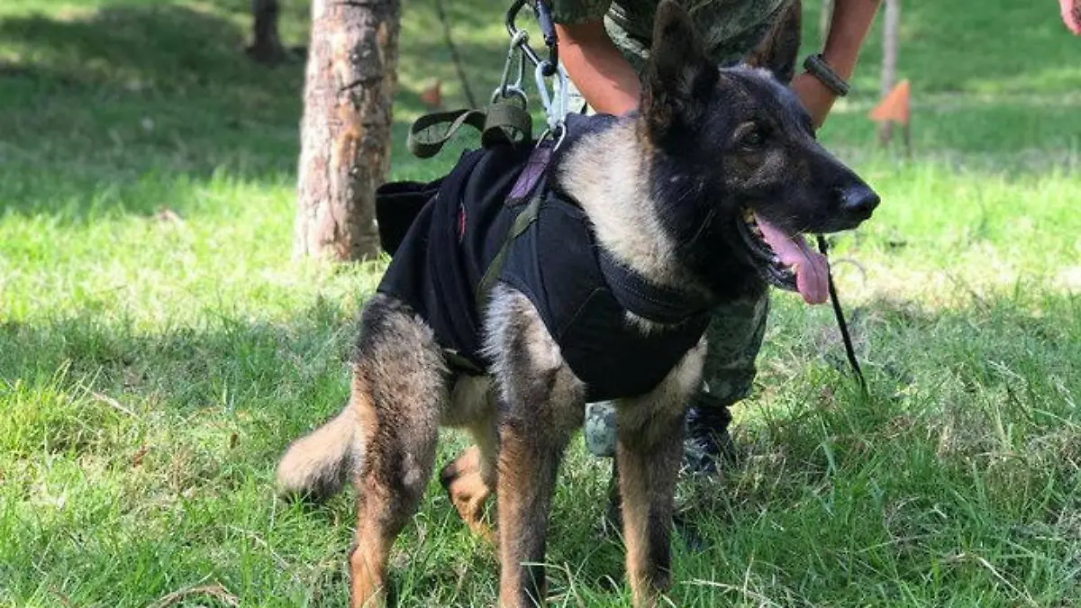 Undated handout photo of rescue dog Proteo, who died over the weekend while on duty in the town of Adiyaman, Turkey, during the rescue efforts. Mexican Foreign Affairs Ministry/Handout via REUTERS THIS IMAGE HAS BEEN SUPPLIED BY A THIRD PARTY. NO RESALES. NO ARCHIVES.