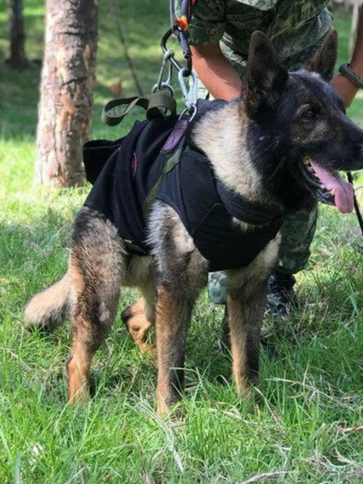 Undated handout photo of rescue dog Proteo, who died over the weekend while on duty in the town of Adiyaman, Turkey, during the rescue efforts. Mexican Foreign Affairs Ministry/Handout via REUTERS THIS IMAGE HAS BEEN SUPPLIED BY A THIRD PARTY. NO RESALES. NO ARCHIVES.