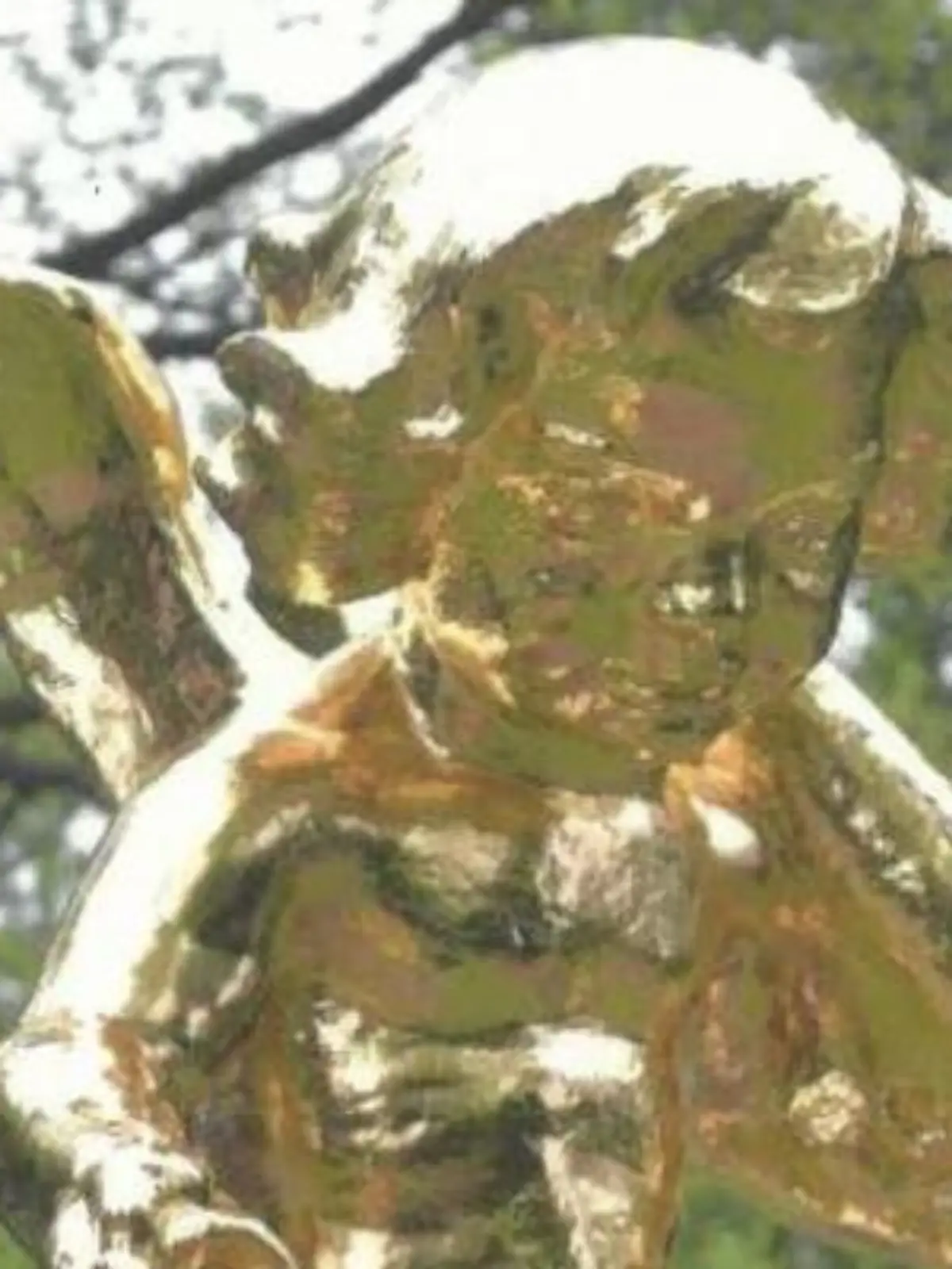 Engel1
