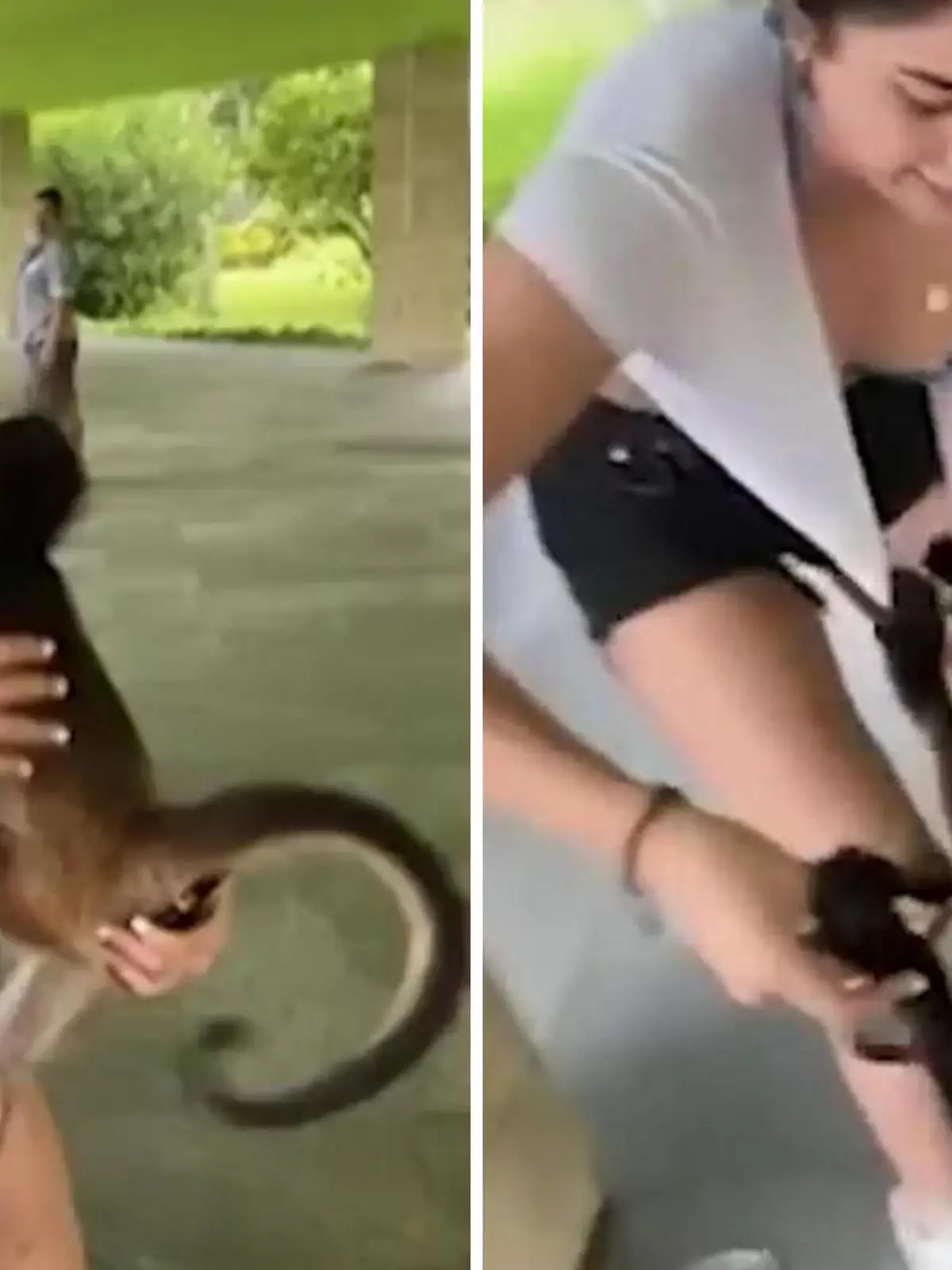 Dieses Äffchen hat nur das Eine im Sinn! Im Mexiko-Urlaub in Cancun kann es öfter zu Begegnungen mit den heimischen Affenarten kommen – und manchmal sind sie auf Tuchfühlung! Dieses Äffchen hat großen Gefallen an der Dame im Video gefunden