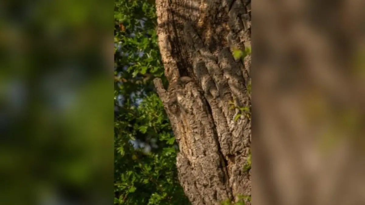 Drei Eulen sitzen im Wald in einer Baumrinde und sind perfekt getarnt.