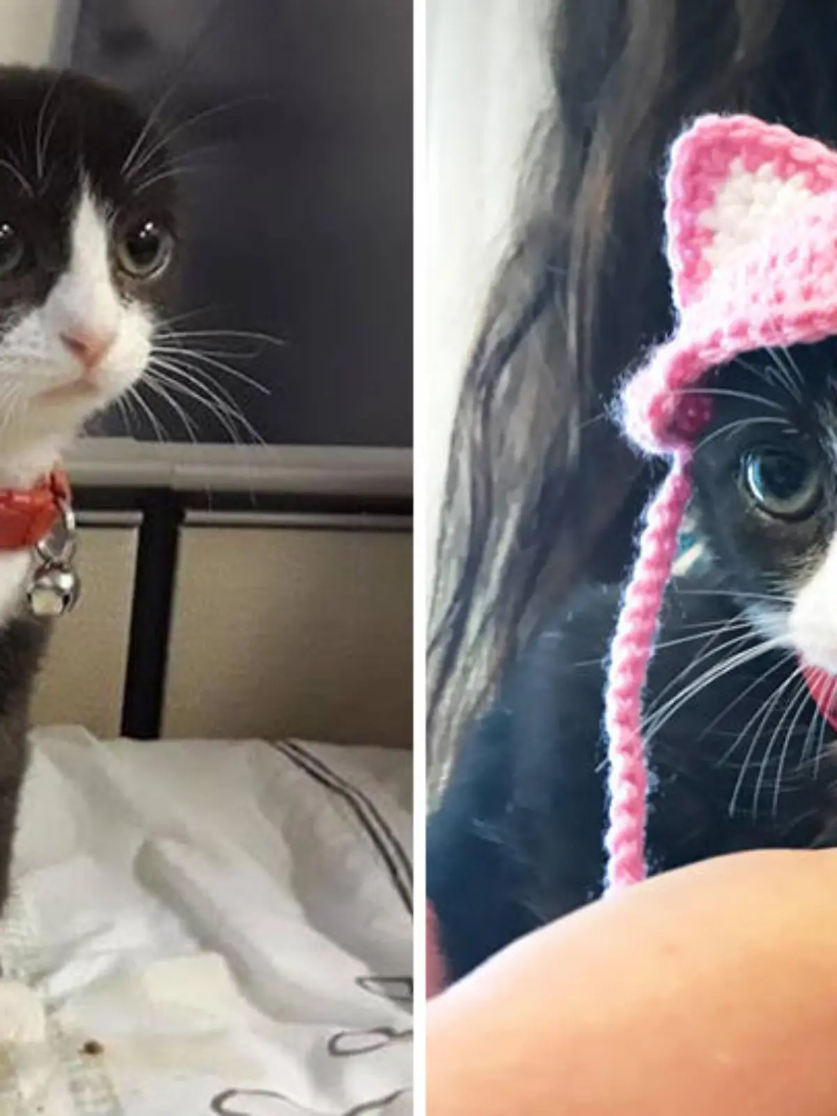 Die Katze "Karma" bekommt bei der Humane Society Silicon Valley in Milpitas, Kalifornien, Ersatzohren aus Wolle.