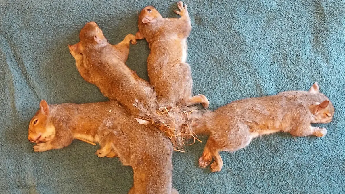 17.09.2018, USA, Milwaukee: Das Handout der Wisconsin Humane Society zeigt fünf Eichhörnchen auf einer Decke, deren Schwänze sich verknotet haben. Die Eichhörnchen sind gerettet worden. Mitarbeiter eines Rehazentrums für wilde Tiere in der Stadt betäubten die jungen Tiere und befreiten sie anschließend in einer 20-minütigen Aktion. Foto: -/Wisconsin Humane Society/dpa +++ dpa-Bildfunk +++