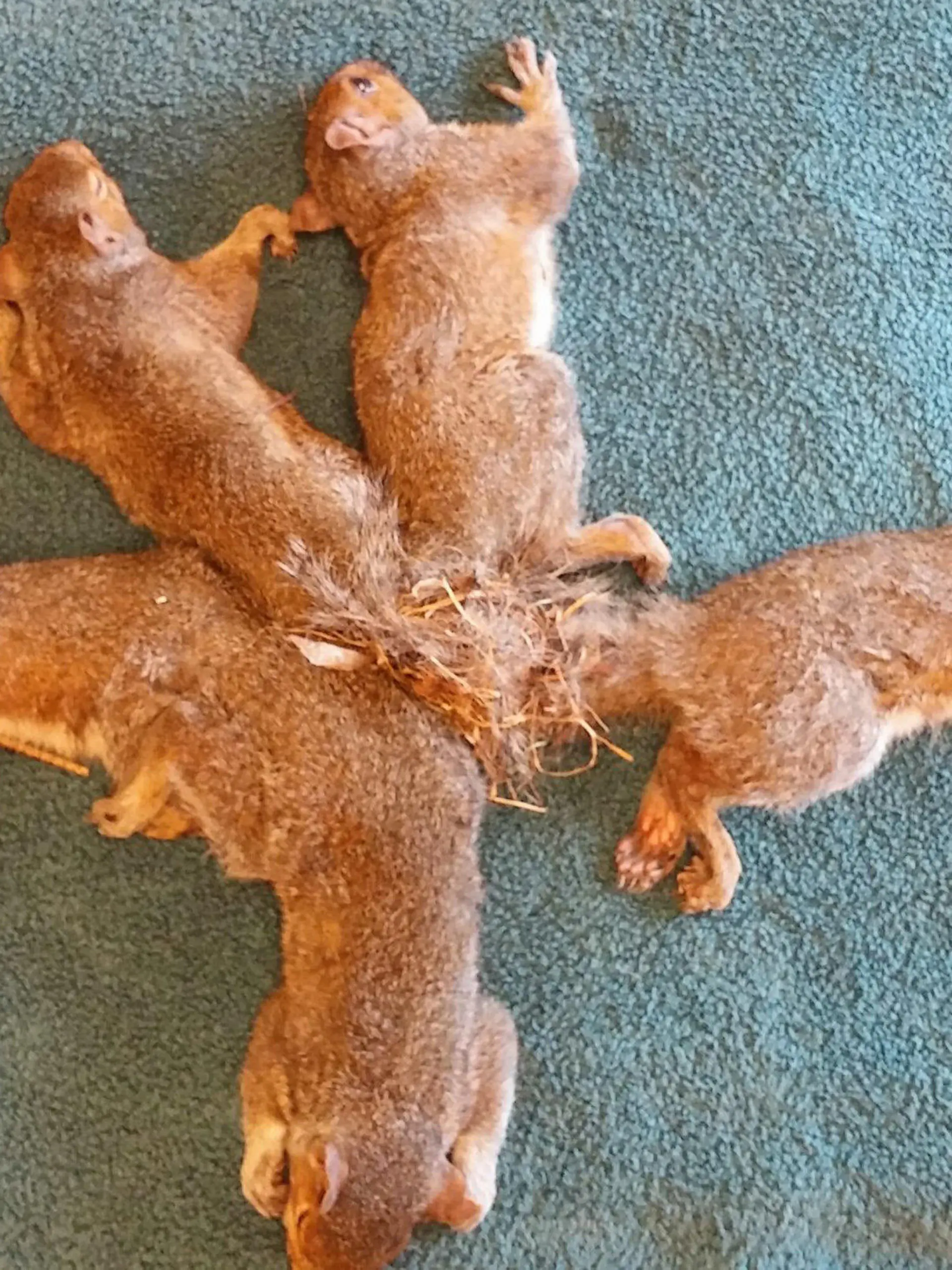 17.09.2018, USA, Milwaukee: Das Handout der Wisconsin Humane Society zeigt fünf Eichhörnchen auf einer Decke, deren Schwänze sich verknotet haben. Die Eichhörnchen sind gerettet worden. Mitarbeiter eines Rehazentrums für wilde Tiere in der Stadt betäubten die jungen Tiere und befreiten sie anschließend in einer 20-minütigen Aktion. Foto: -/Wisconsin Humane Society/dpa +++ dpa-Bildfunk +++
