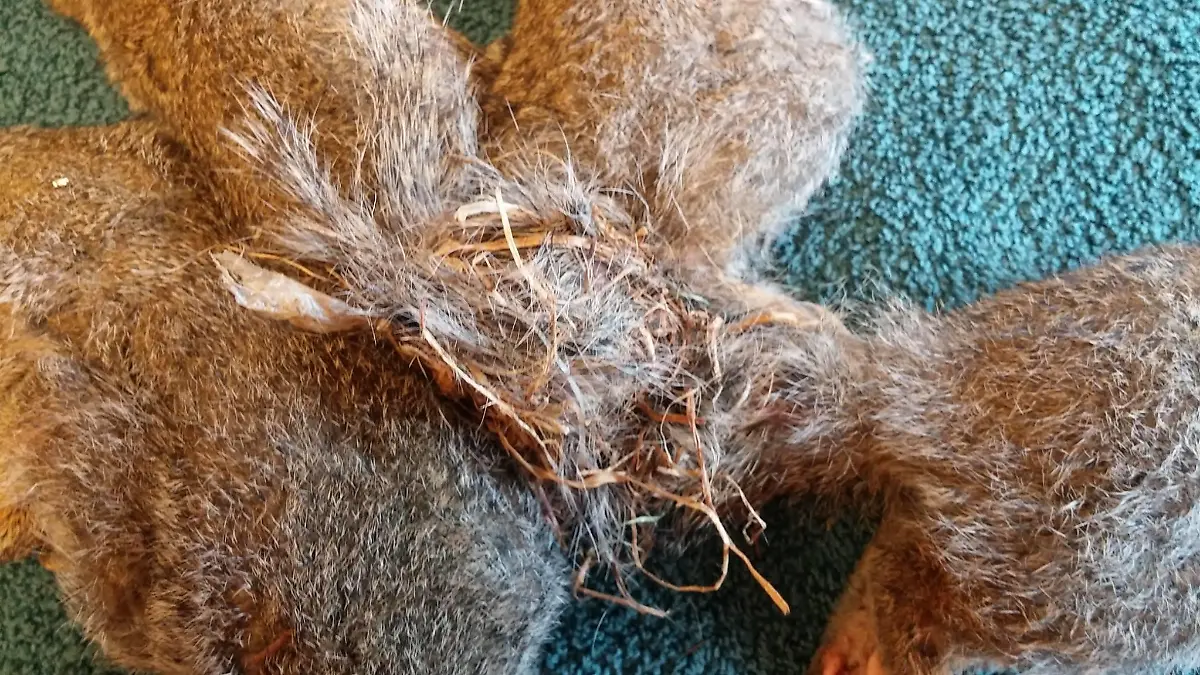 Fünf Eichhörnchen sind an den Schwänzen so miteinander verschlungen, dass sie vom Wildlife Rehabilitation Center in Wisconsin unter Narkose getrennt werden müssen.