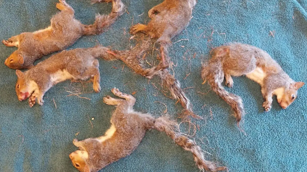 17.09.2018, USA, Milwaukee: Das Handout der Wisconsin Humane Society zeigt fünf betäubte Eichhörnchen auf einer Decke. Die fünf Eichhörnchen, die sich mit ihren Schwänzen ineinander verknotet hatten, sind gerettet worden. Mitarbeiter eines Rehazentrums für wilde Tiere in der Stadt betäubten die jungen Tiere und befreiten sie anschließend in einer 20-minütigen Aktion. Foto: -/Wisconsin Humane Society/dpa +++ dpa-Bildfunk +++