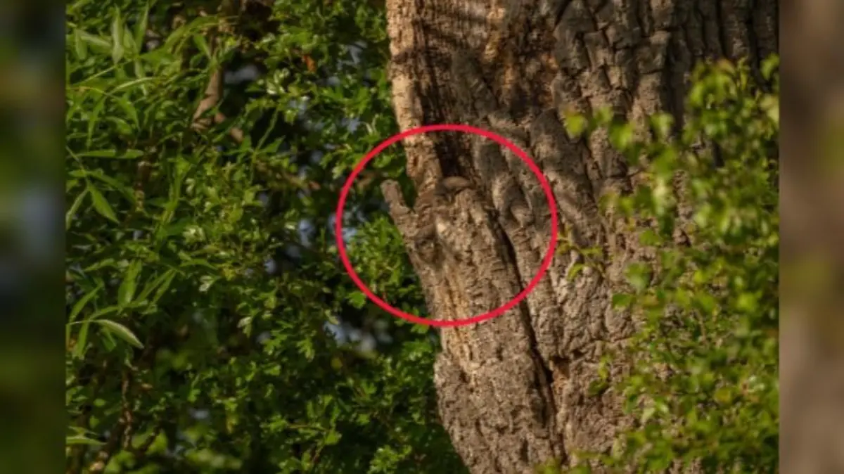 Drei Eulen sitzen im Wald in einer Baumrinde und sind perfekt getarnt. Ein roter Kreis um die Eulen gibt einen Hinweis, wo genau sie sich verbergen.