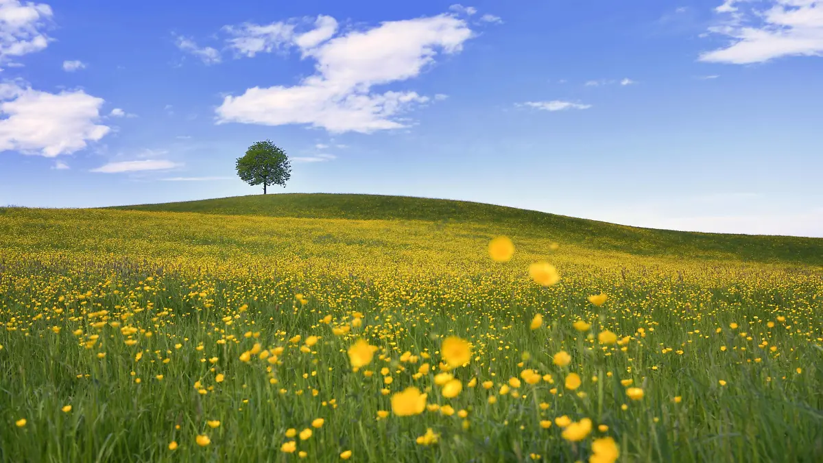 Solitärbaum, Linde (Tilia), auf Hügel, davor blühendes Feld vom Hahnenfuss (Ranunculus sp.), Neuheim, Kanton Zug, Schweiz, Europa *** Solitary tree Linde Tilia on hill in front of blooming field of buttercup Ranunculus sp Neuheim Canton Zug Switzerland Europe Copyright: imageBROKER/StefanxHuwiler ibxshu04738186.jpg Bitte beachten Sie die gesetzlichen Bestimmungen des deutschen Urheberrechtes hinsichtlich der Namensnennung des Fotografen im direkten Umfeld der Veröffentlichung!