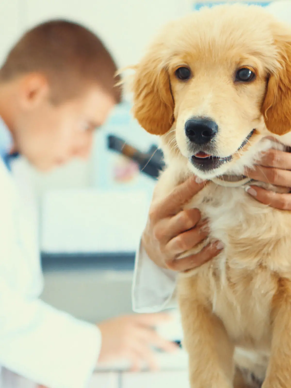 Tiere helfen Tieren: Auch Vierbeiner können Blut spenden