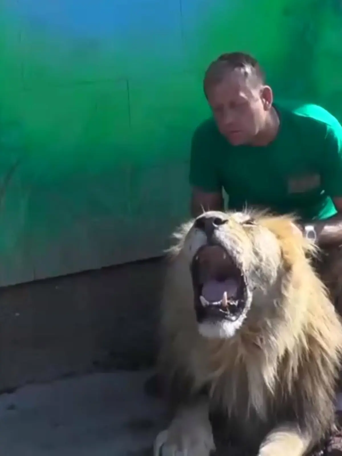 Kuscheln mit Löwen - ein gefährliches Unterfangen?  Oleg Zubkov, Betreiber des Safariparks, sieht das nicht so.