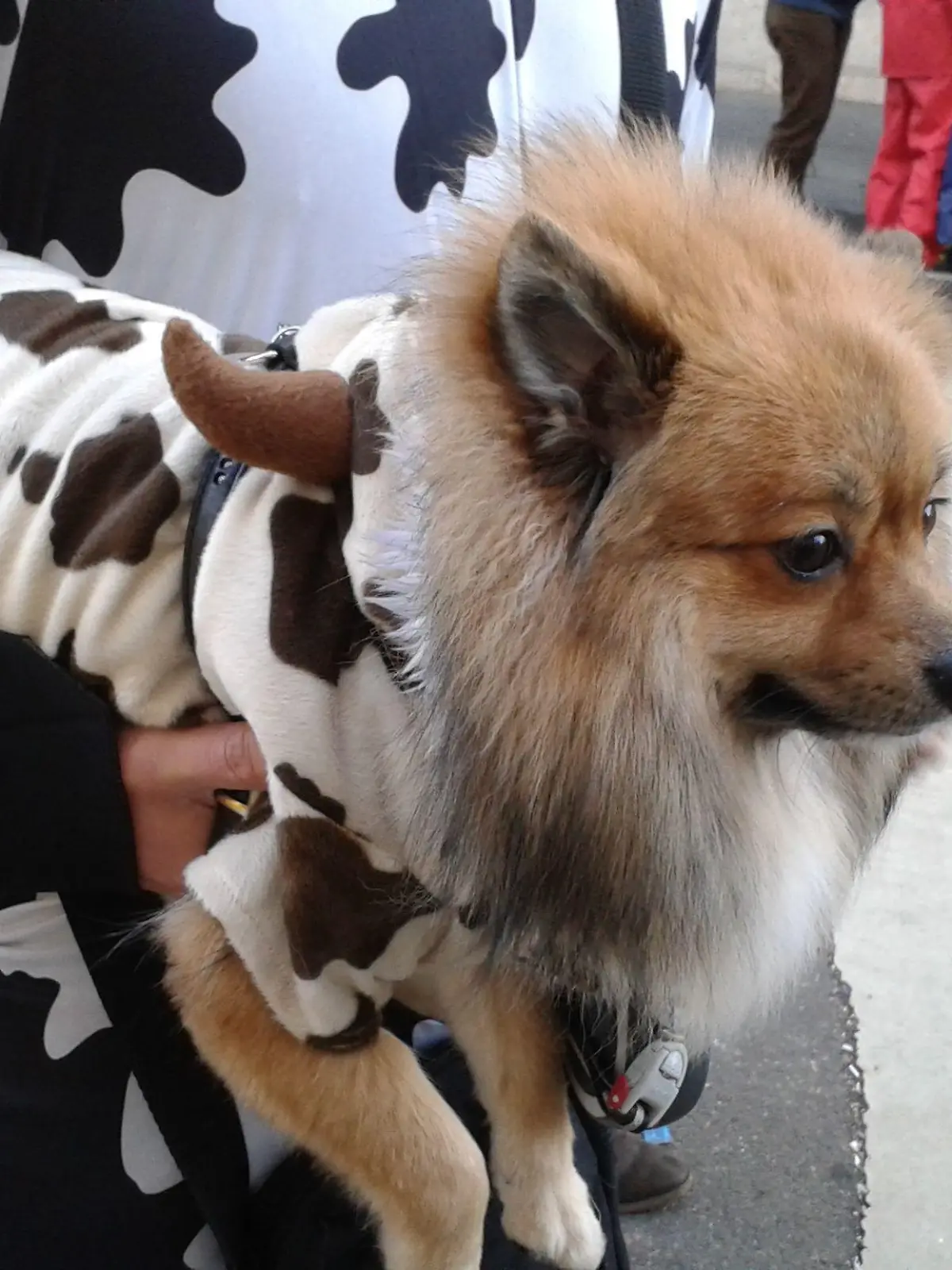 Hund im Kostüm