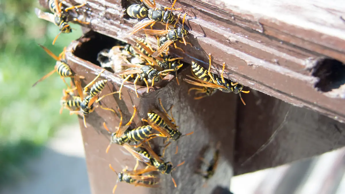 Hornissen greifen im Normalfall nur an, wenn das Nest bedroht wird.