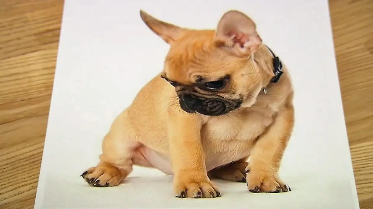 Hund Tycoon.