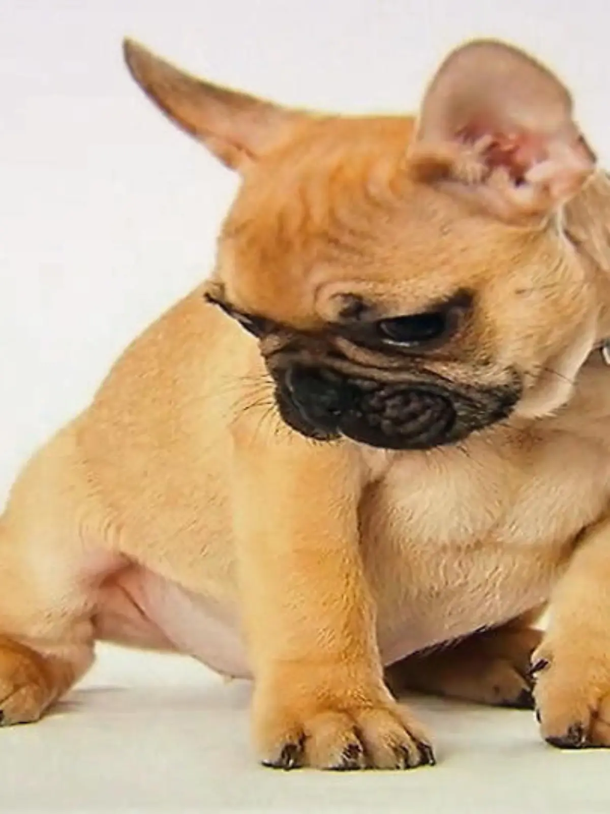 Hund Tycoon.