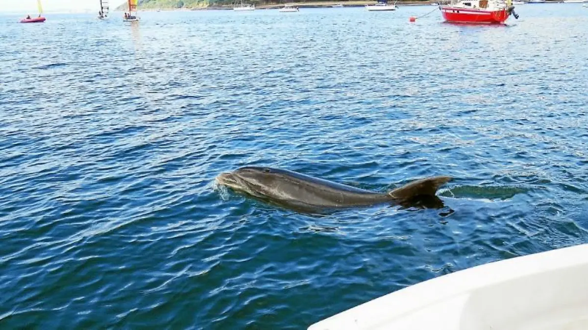 Delfin "Zafar" im Hafen von Landévennec in der Bucht von Brest in der Bretagne.
