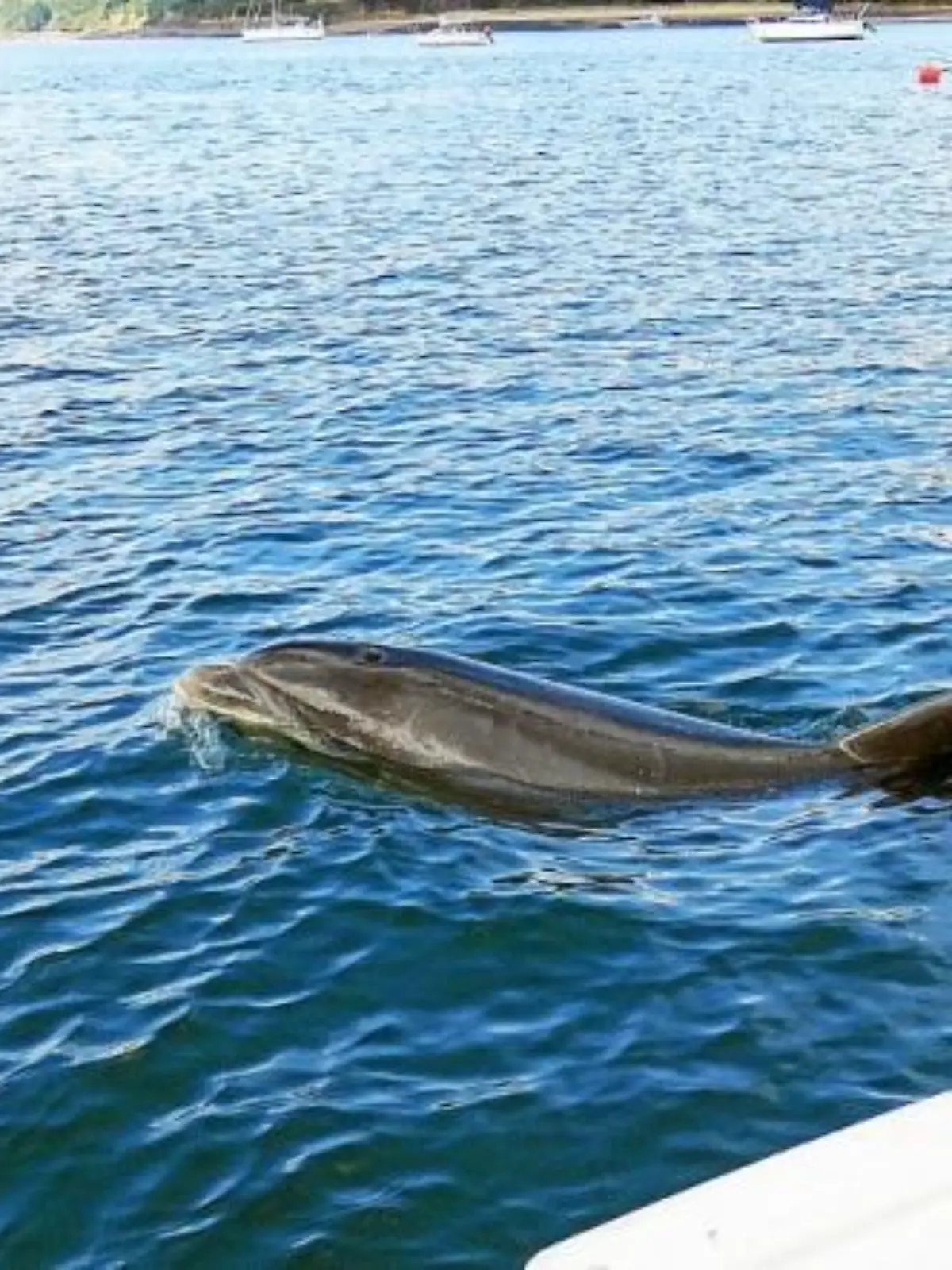 Delfin "Zafar" im Hafen von Landévennec in der Bucht von Brest in der Bretagne.