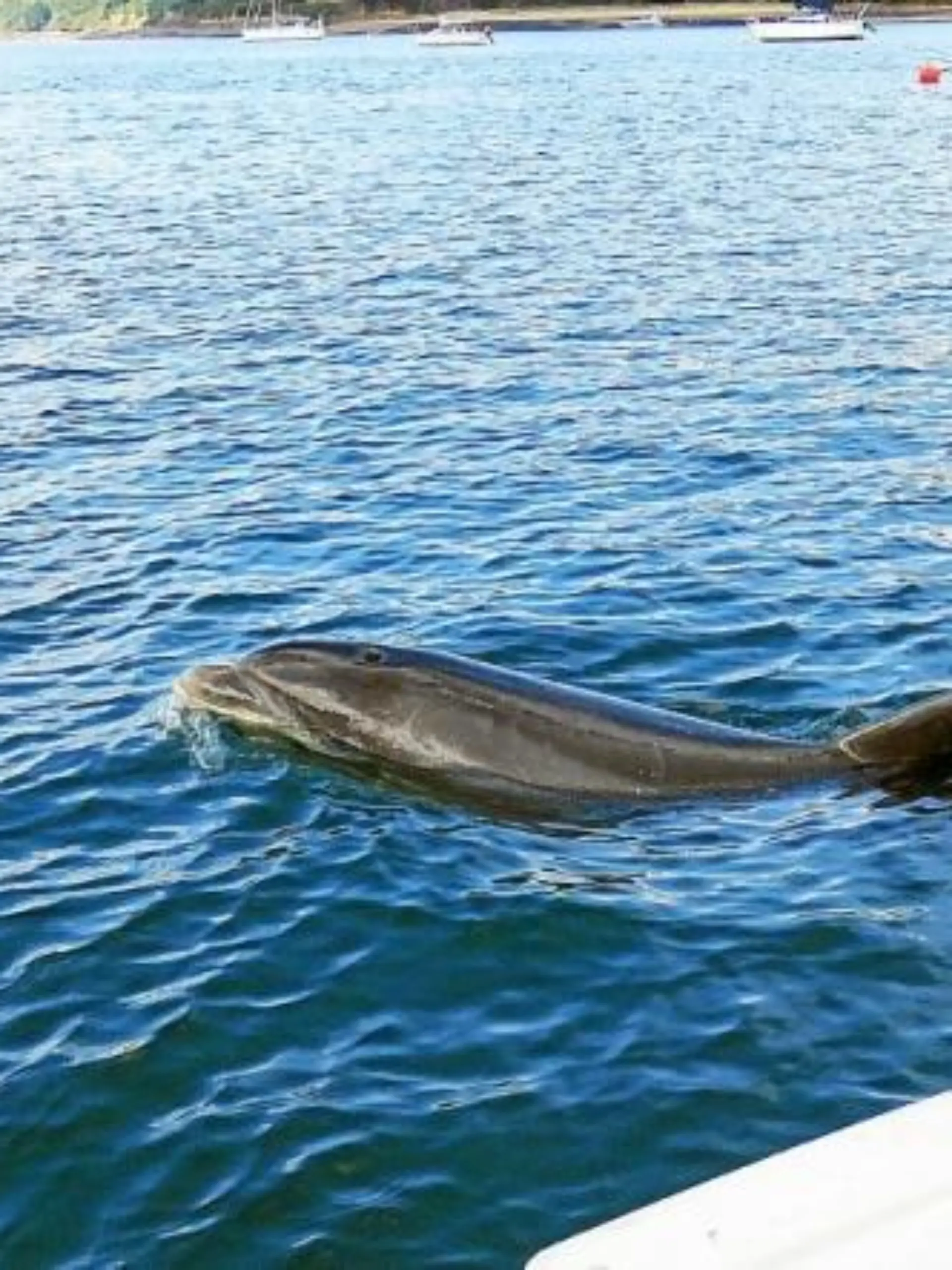 Delfin "Zafar" im Hafen von Landévennec in der Bucht von Brest in der Bretagne.