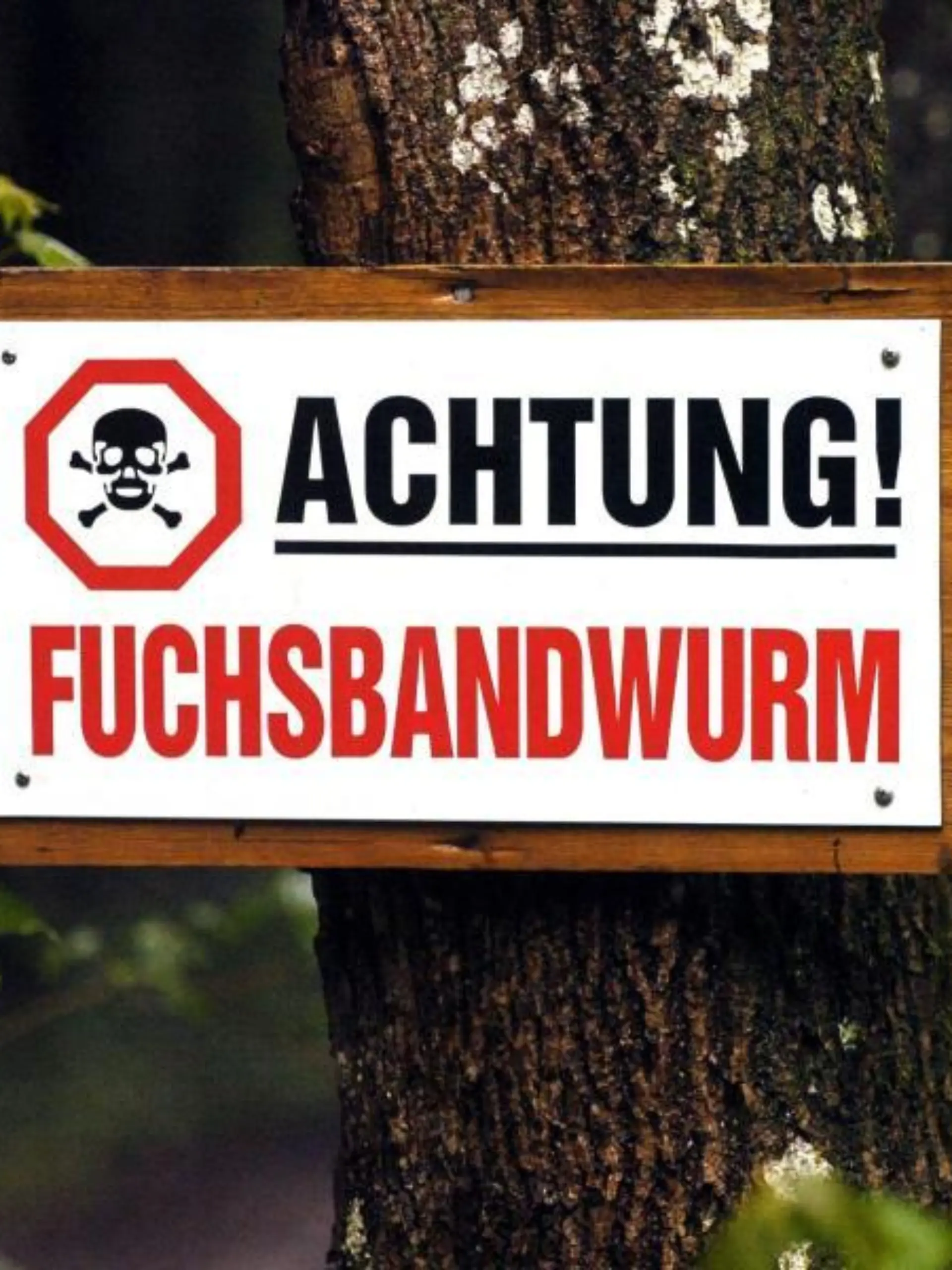 Warnung vor Fuchsbandwurm