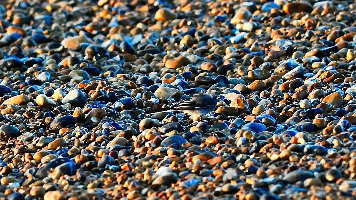 RAPHAEL VAN GOLEZ / MERCURY PRESS (Pictured: Pied Wagtail bird camouflaged on a pebble beach. ) - Can you spot the Pied Wagtail bird which is perfectly camouflaged on a pebble beach? This photograph snapped by Raphael Golez, 44, will have you squinting to try and spot the small and long-tailed bird with grey, white and black feathers. The bird, who is perched on Winchelsea Beach, East Sussex, can barely be seen. Raphael, from Hasting, East Sussex, said: "It took me about ten seconds to capture the image. - SEE MERCURY COPY