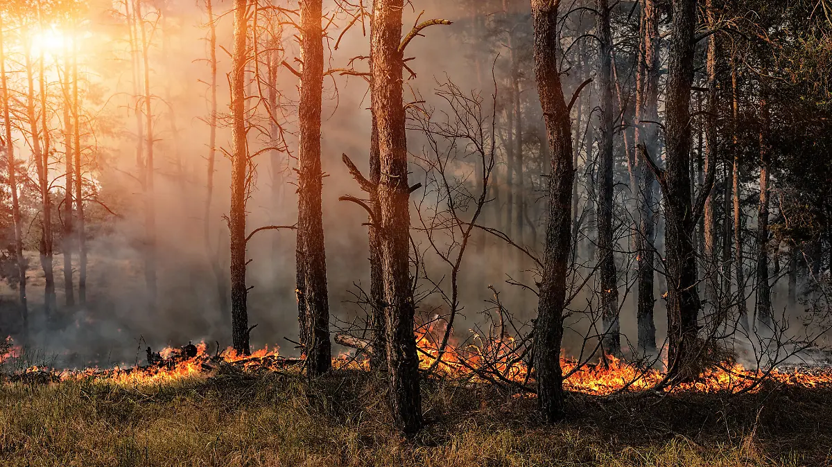 Waldbrand