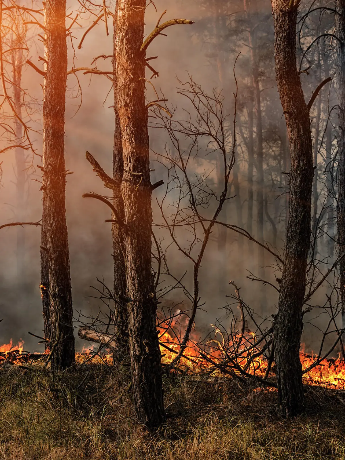 Waldbrand