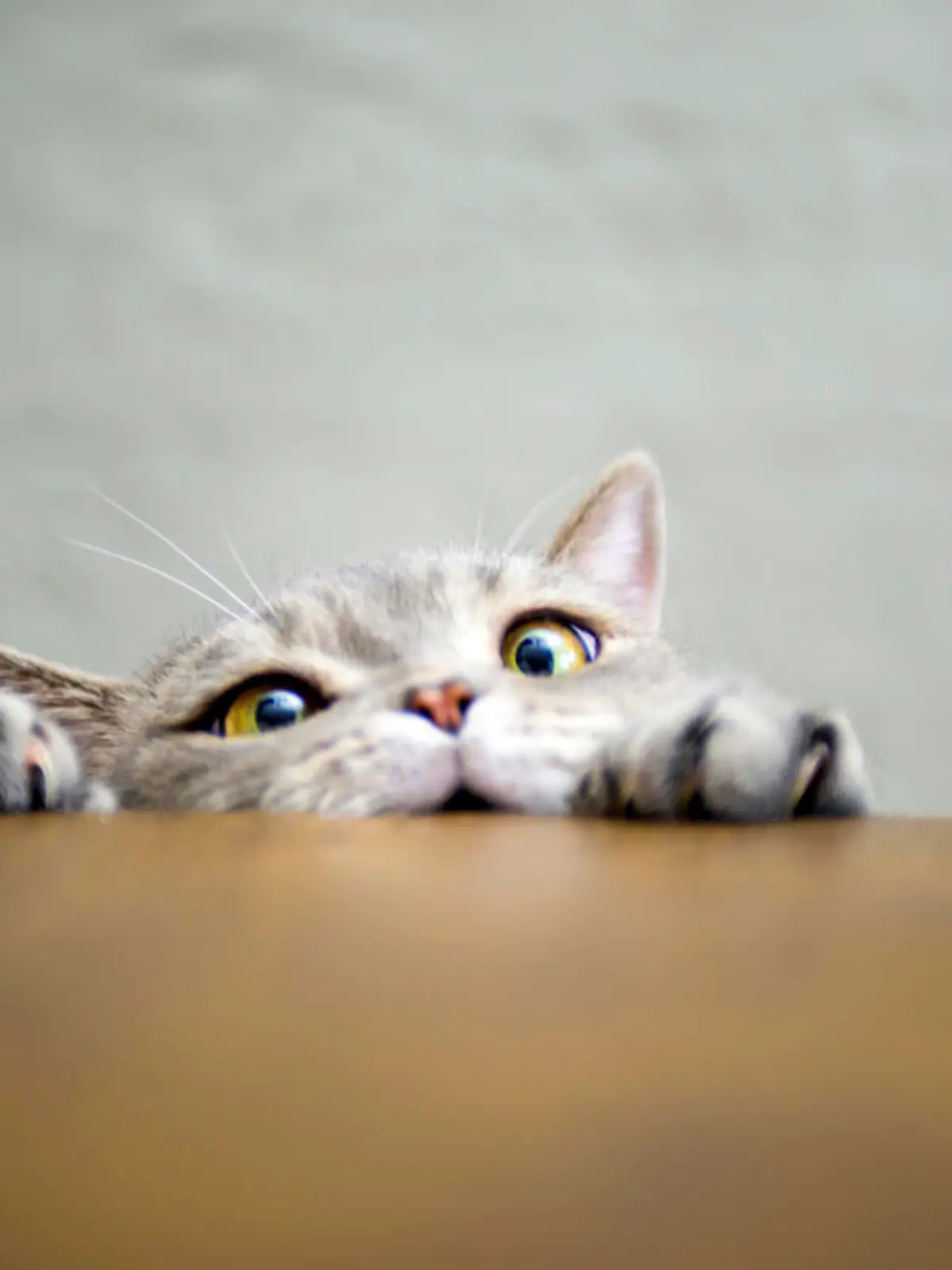 Niedliche Katze guckt über Tischkante