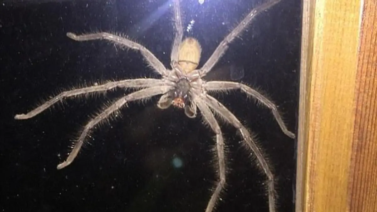 Riesenspinne landet auf Fensterscheibe