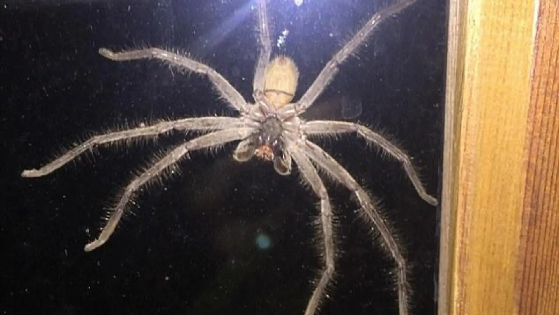 Riesenspinne landet auf Fensterscheibe