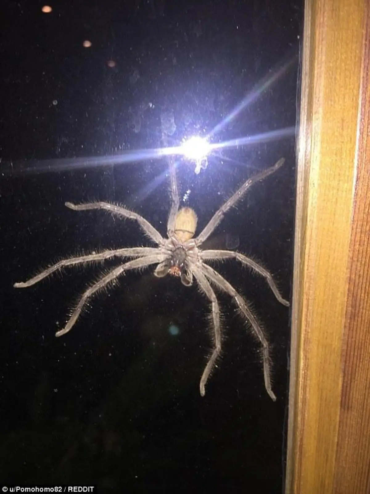 Riesenspinne landet auf Fensterscheibe