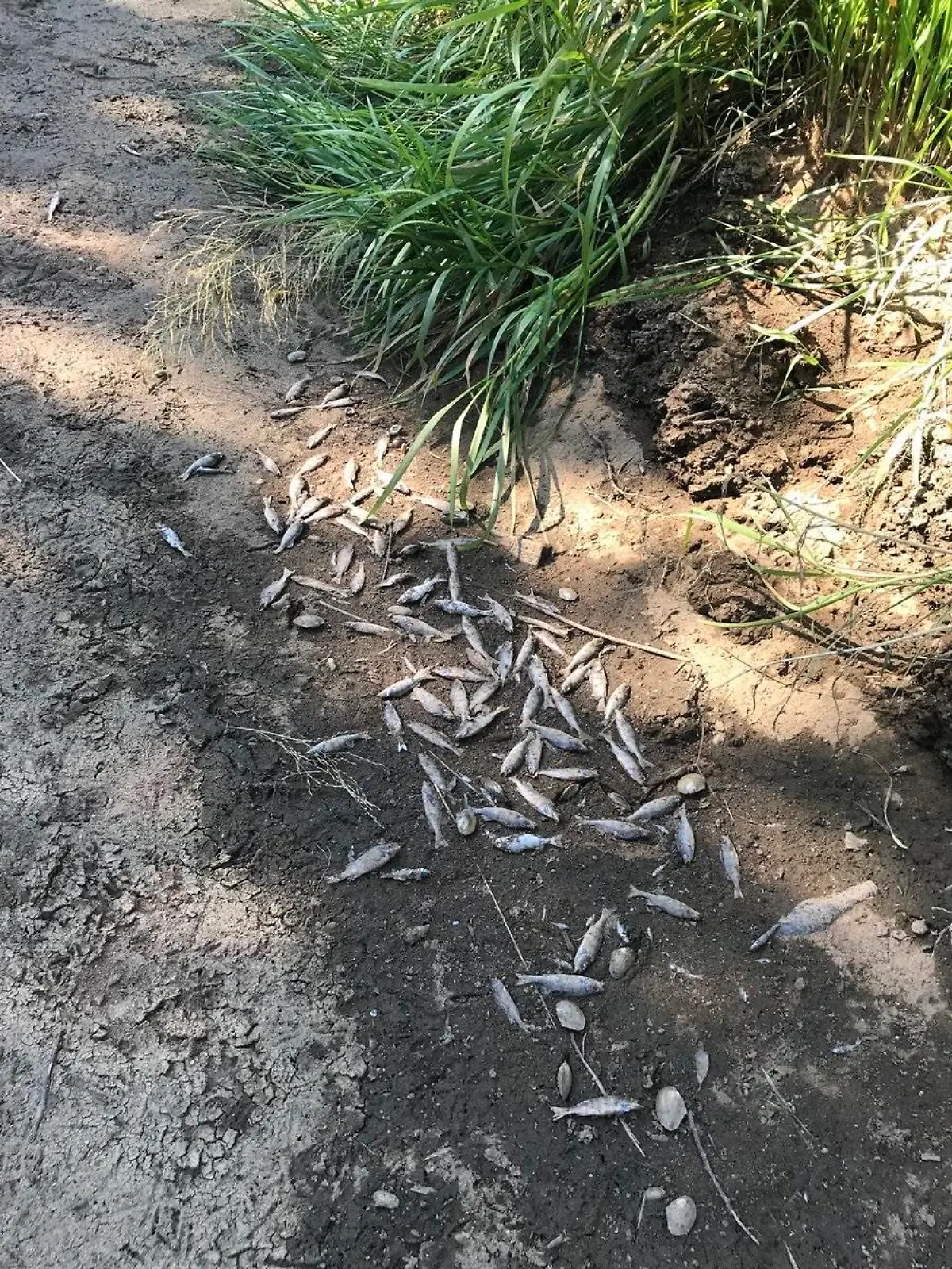 Tote Fische auf dem Grund der ausgetrockneten Schwarzen Elster in Senftenberg, Brandenburg