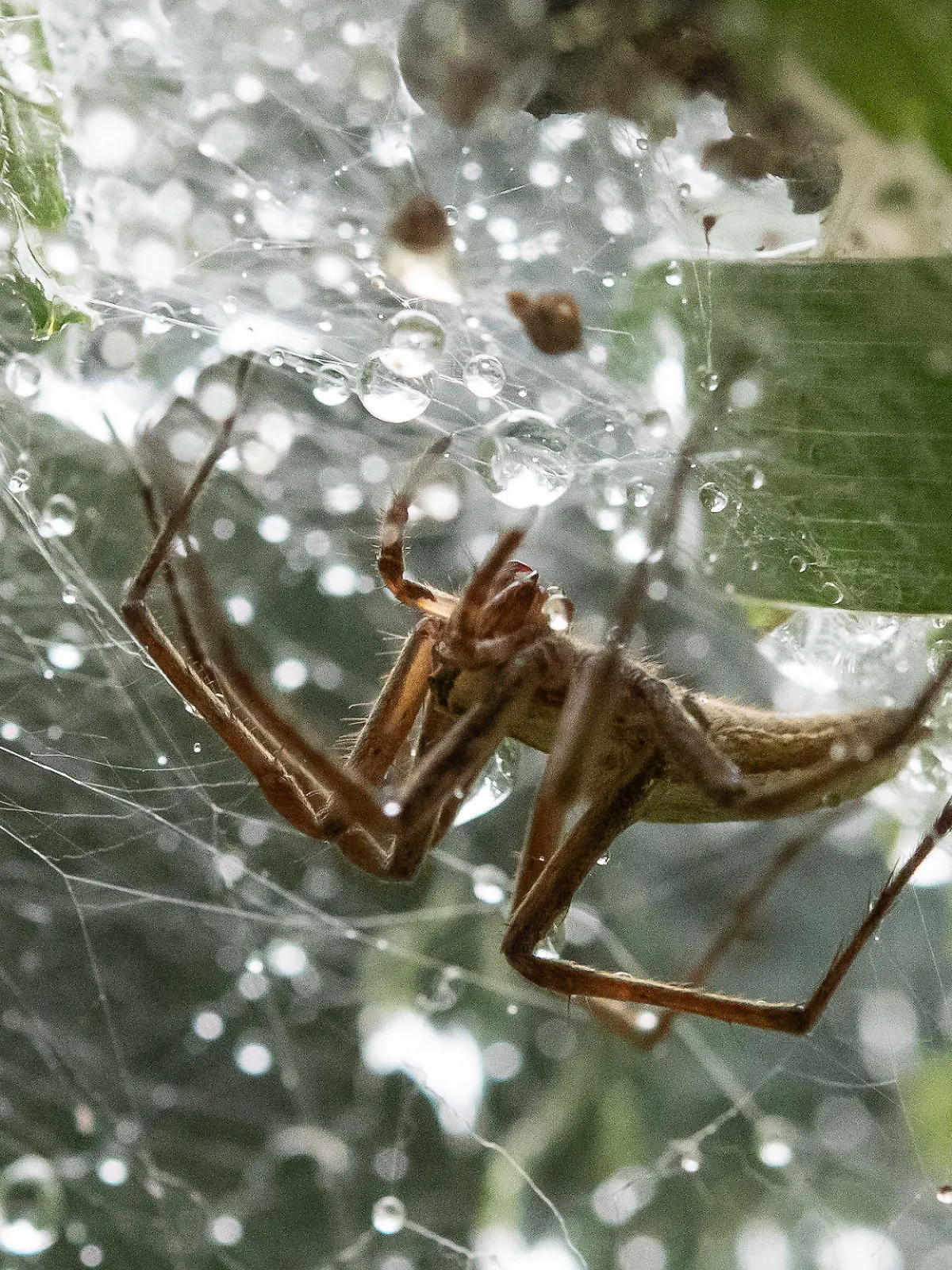 21.07.2018, Bayern, Bamberg: Eine Spinne in einem regennassen Spinnennetz. Foto: Matthias Merz/dpa +++ dpa-Bildfunk +++