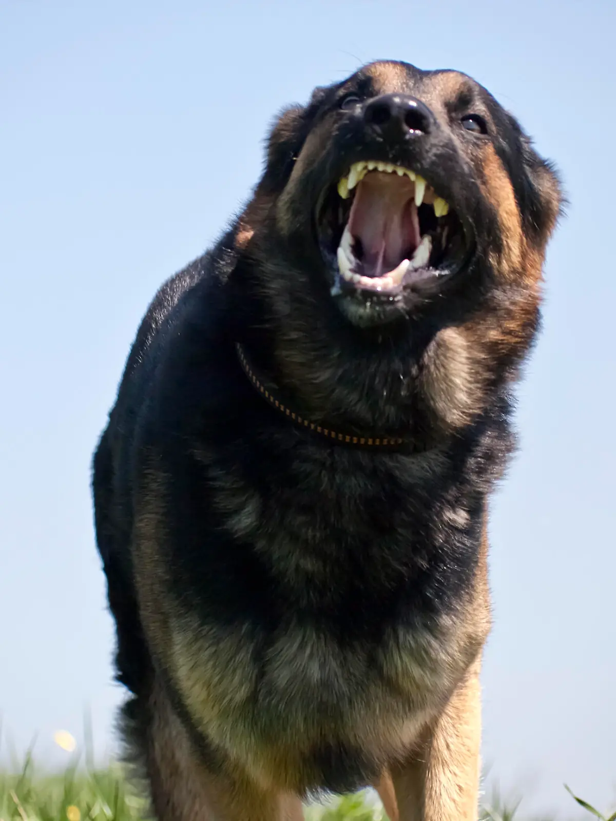 Hund mit fletschenden Zähnen
