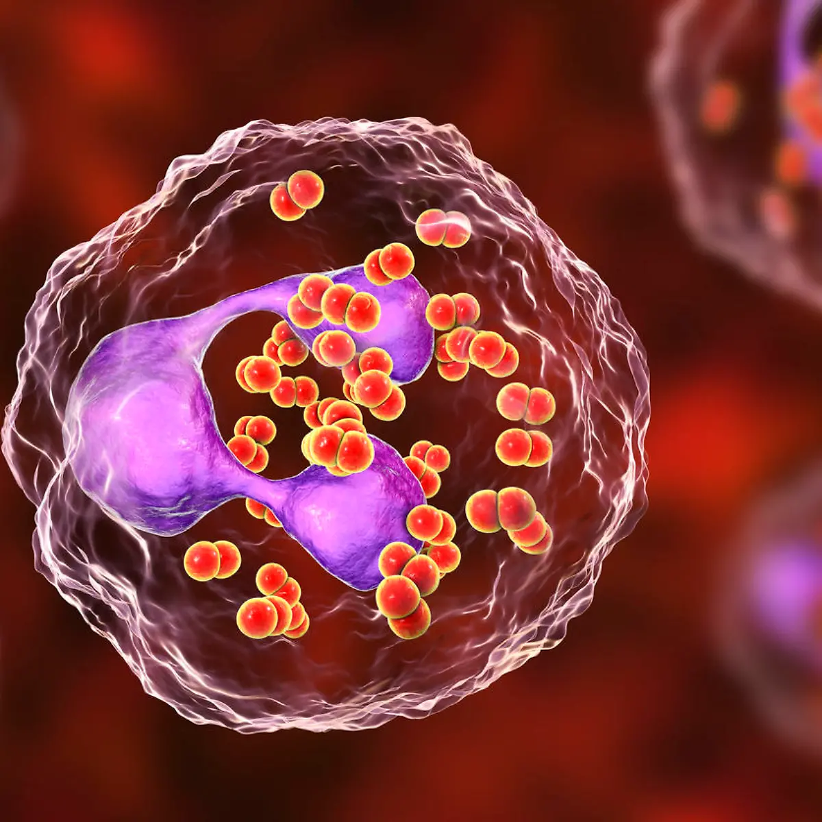 Meningokokken Logo von Meningokokken